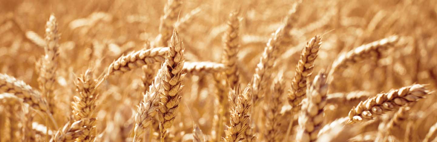 WHEAT