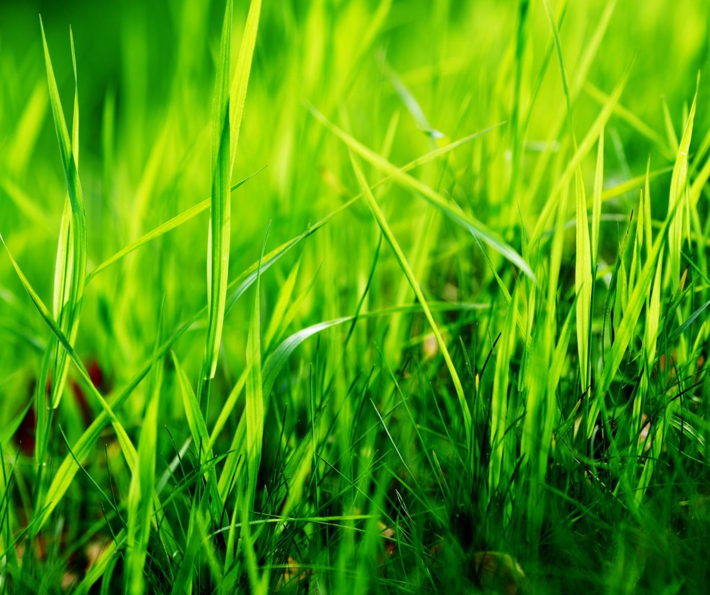 Grassland