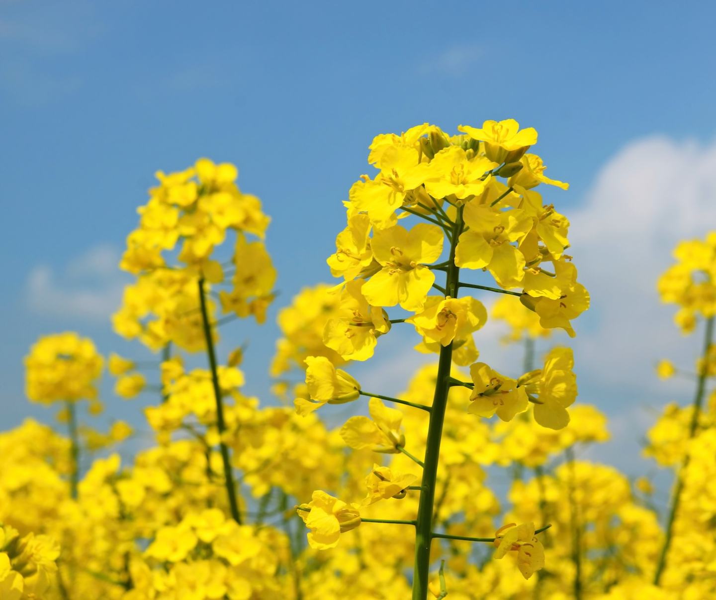 Oilseed Rape