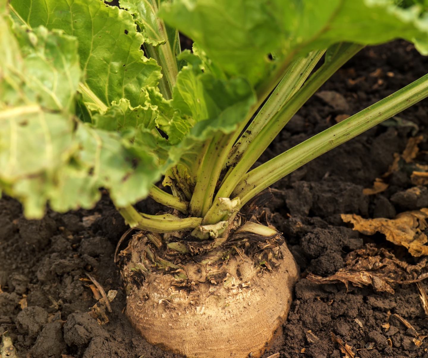 Sugar beet