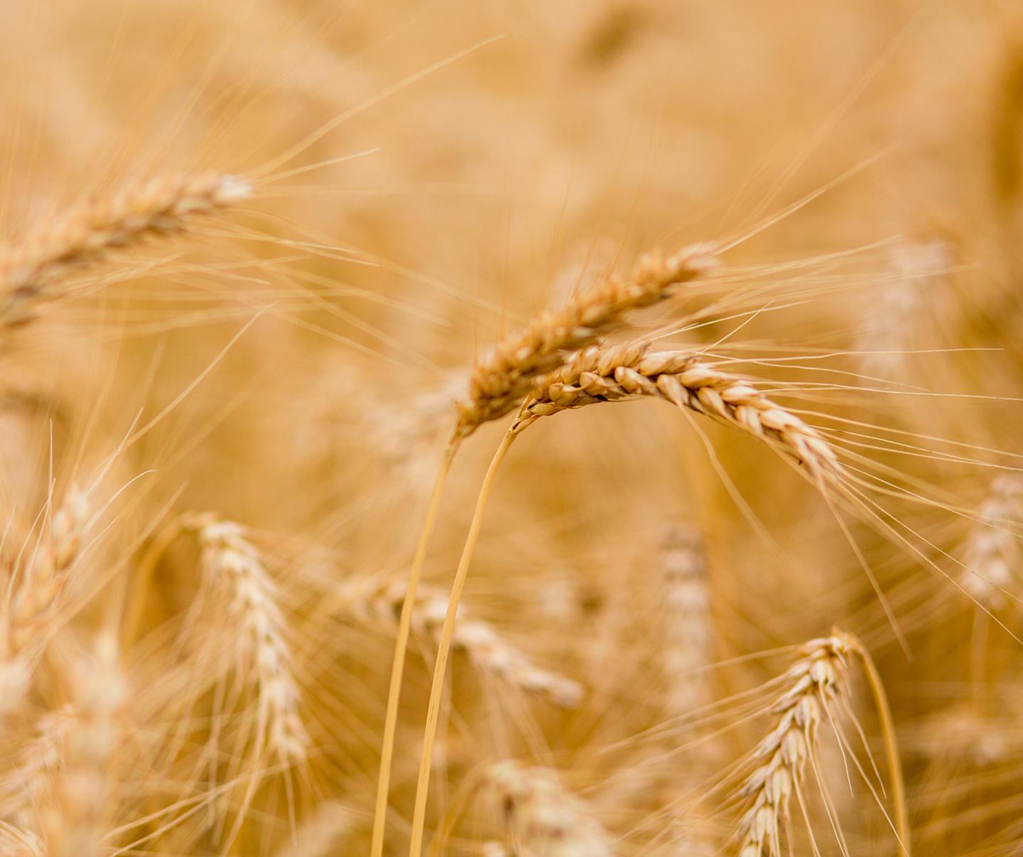 Wheat