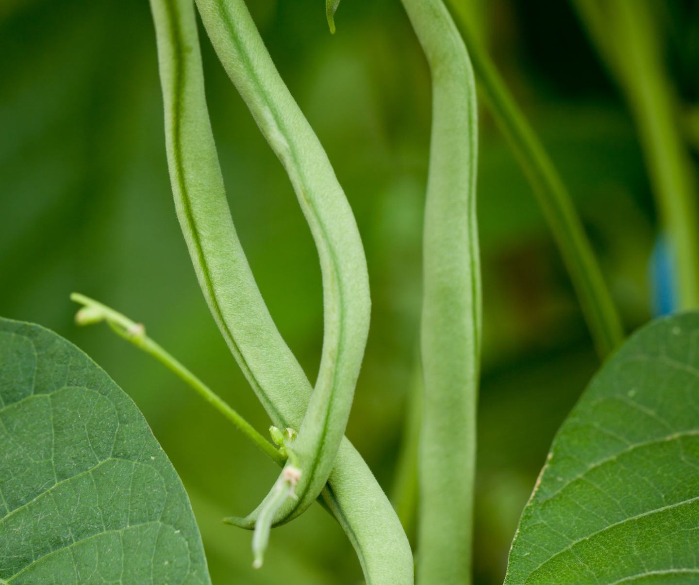 Field Beans (Winter, Spring)