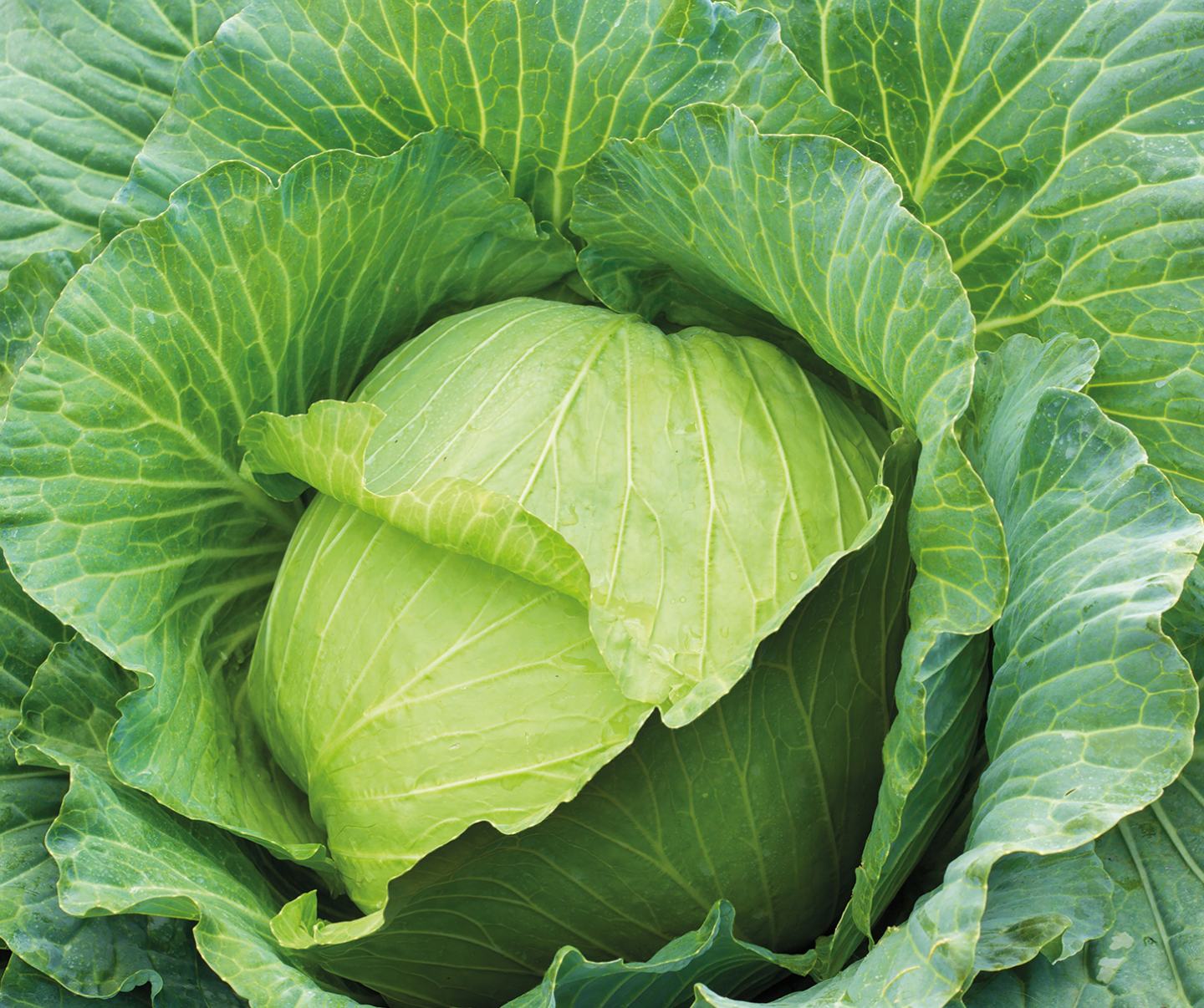 Cabbage