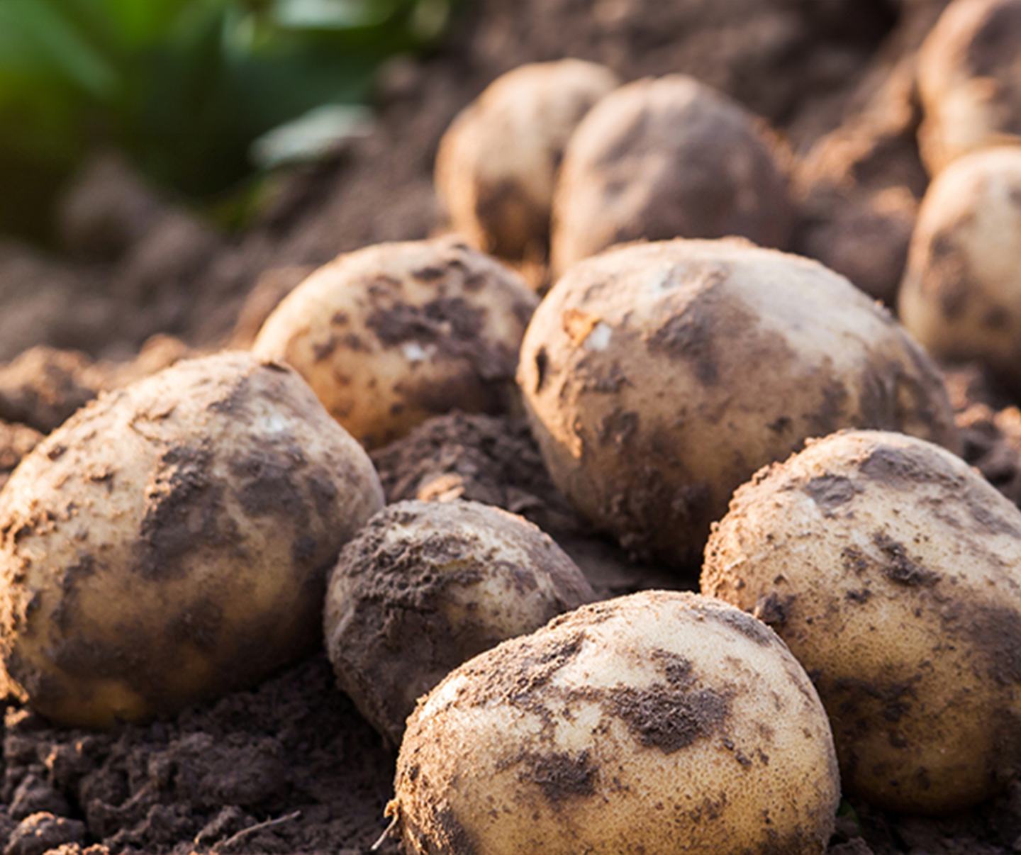 Potato