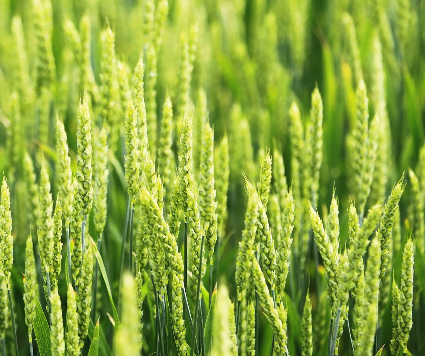 Wheat
