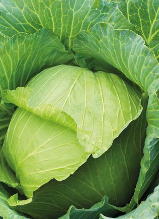 Insecticides