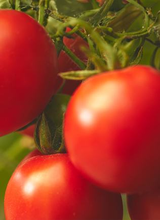 Tomatoes