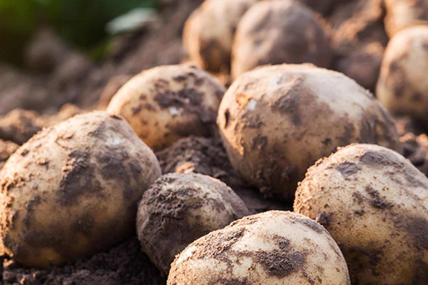 Potato