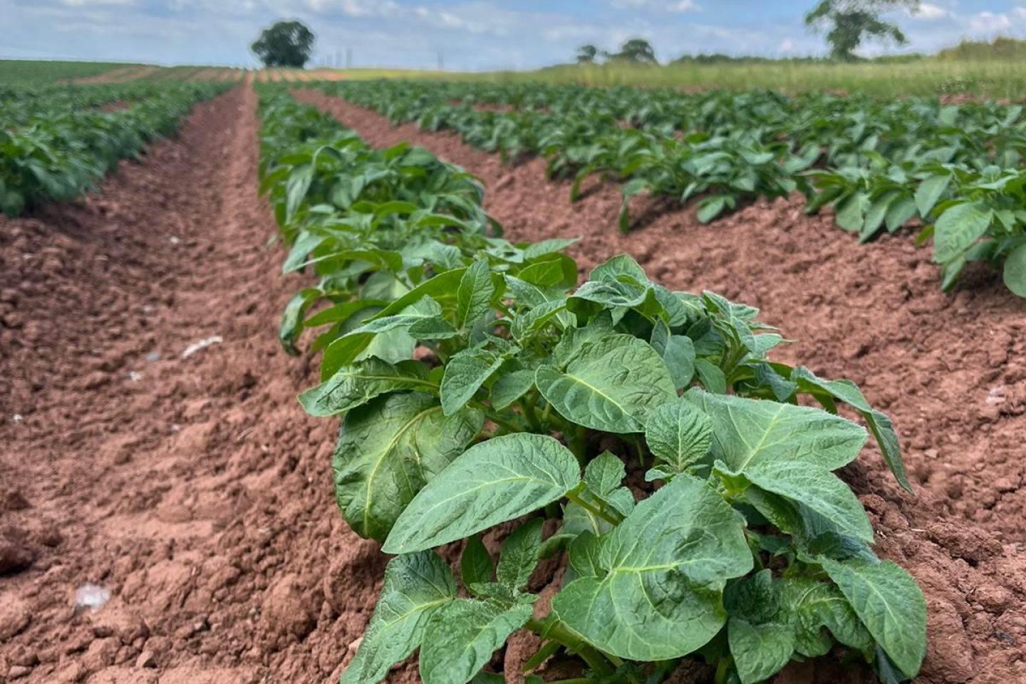 Potato ridge