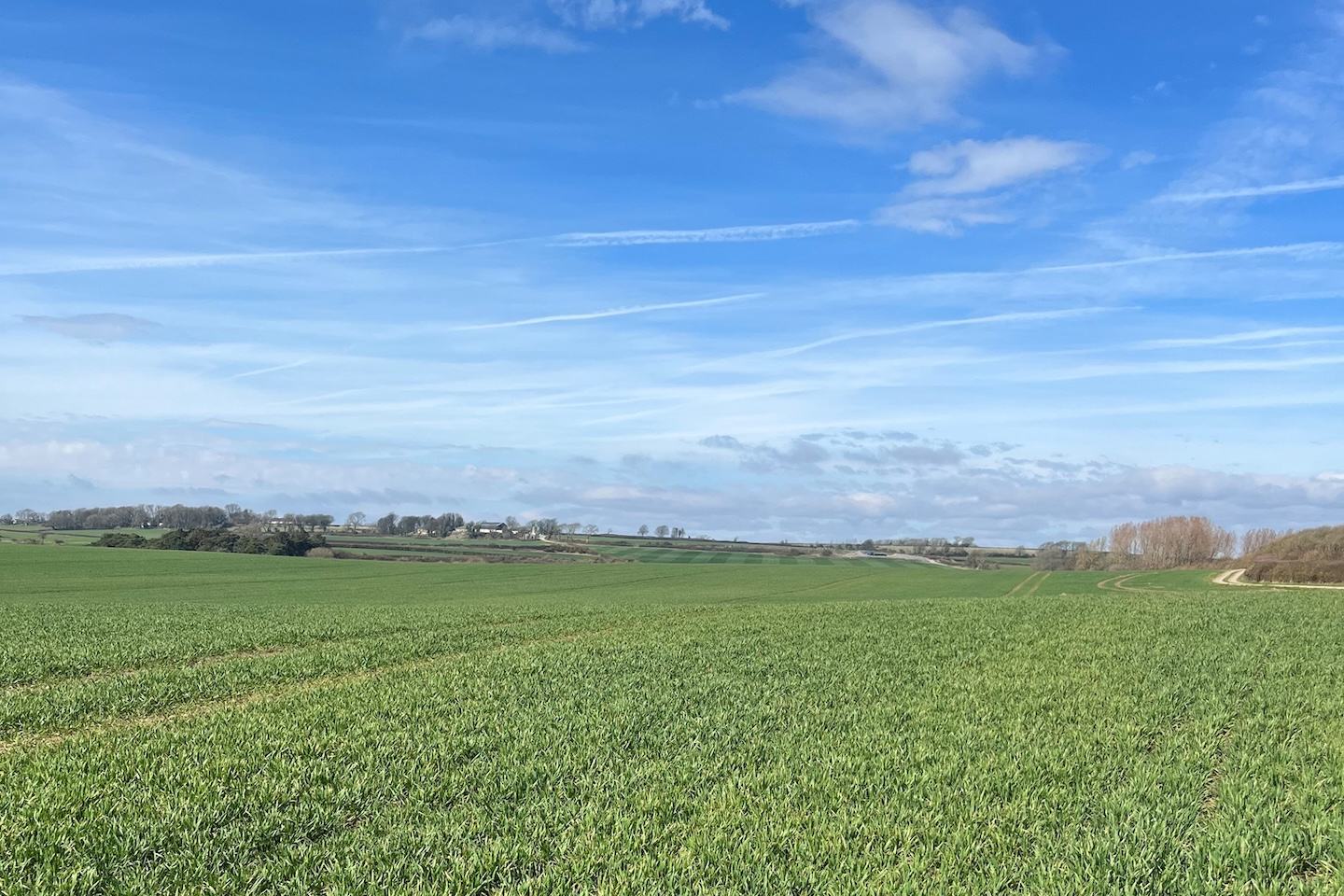 Wheat field