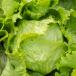 Lettuce