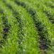 Winter wheat