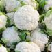 Group of cauliflower curds
