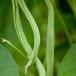 Field Beans (Winter, Spring)