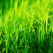 Grassland