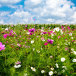 Green cover on land not being used for crop production