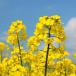 Oilseed rape