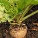 Sugar beets