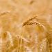 Durum Wheat