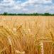 Spring Wheat