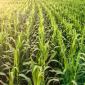 Seed Corn