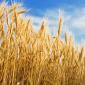 Wheat