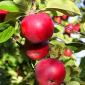 Apples