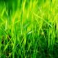 Grassland