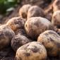 Potatoes