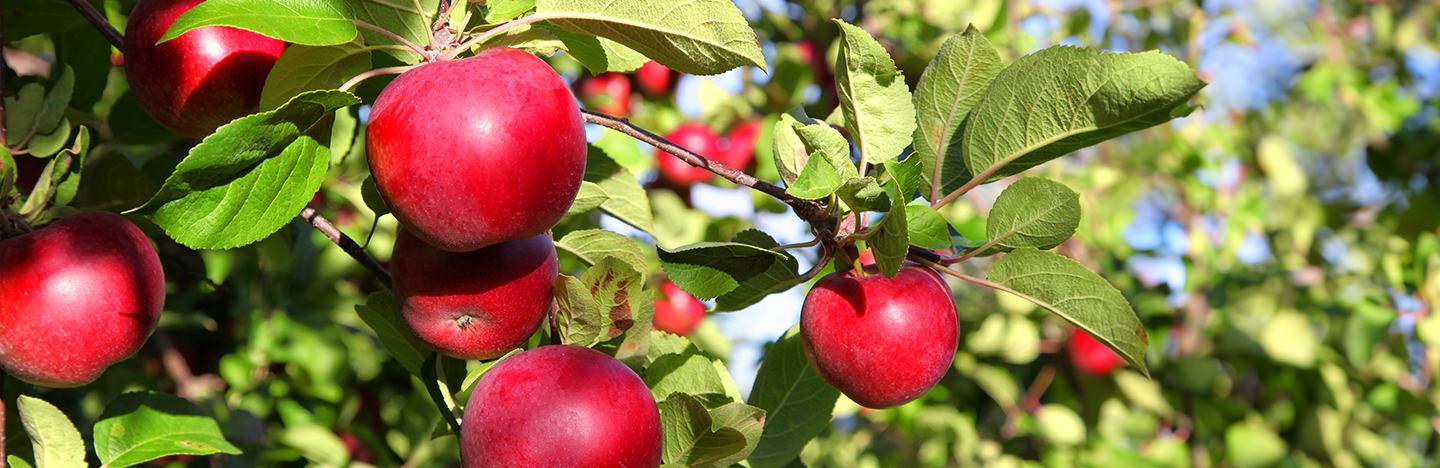 Apples