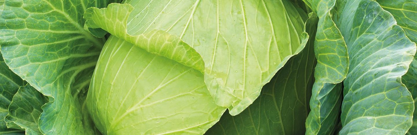 Brasicca Vegetables