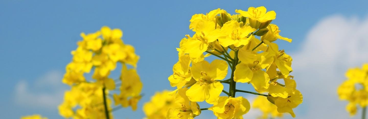 Oilseed