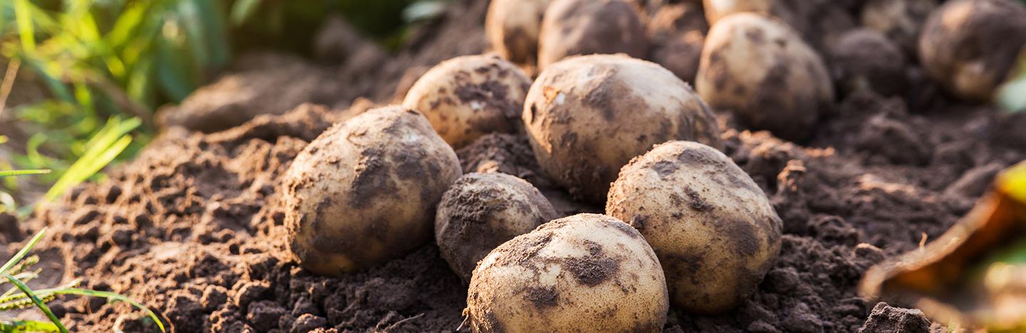 Potato
